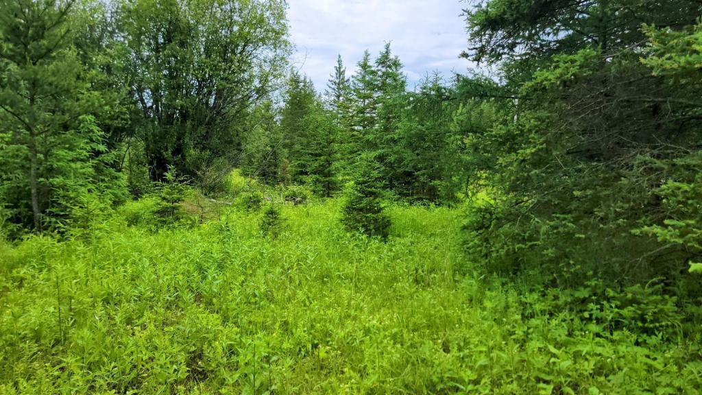 xxx Heino Road, Angora, MN 55703