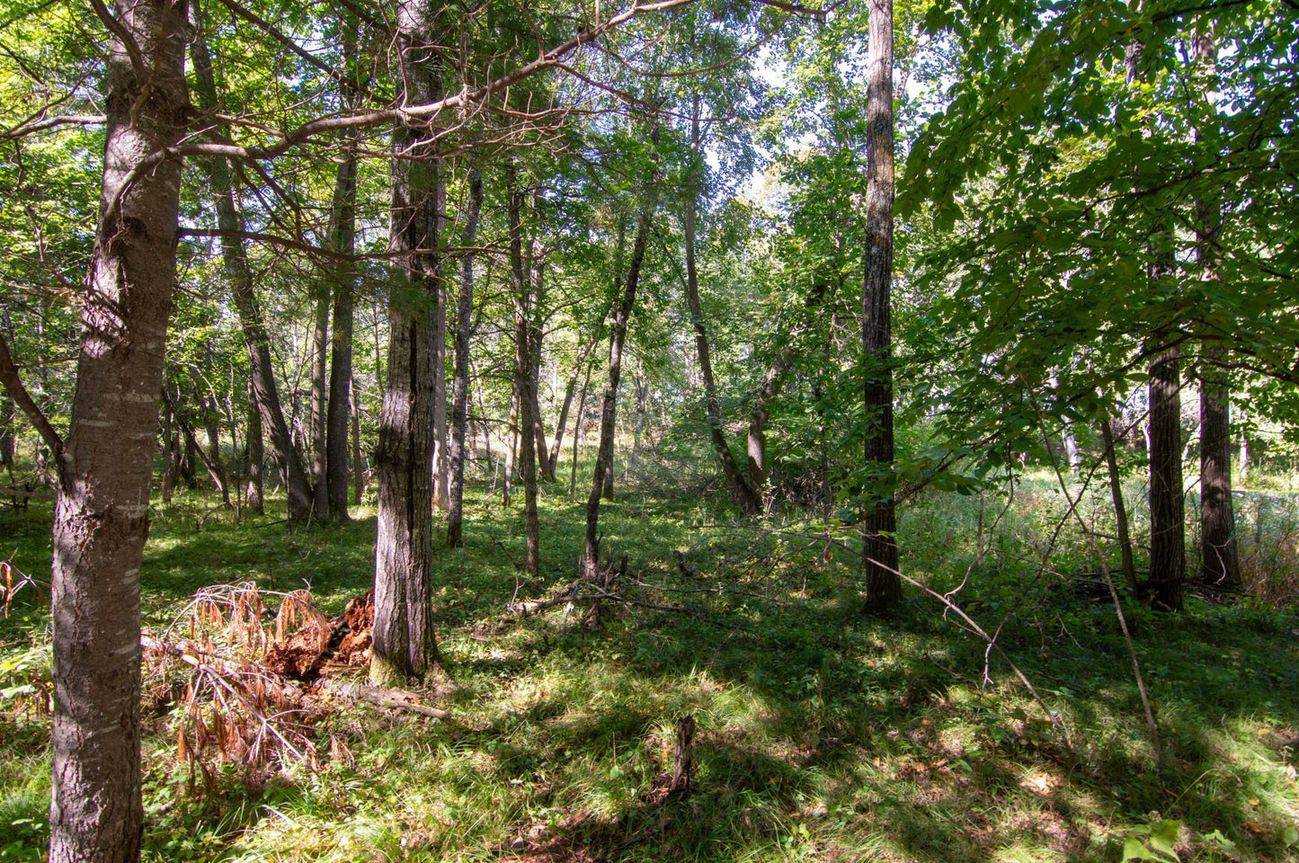 TBD Deacons Way, Pequot Lakes, MN 56472