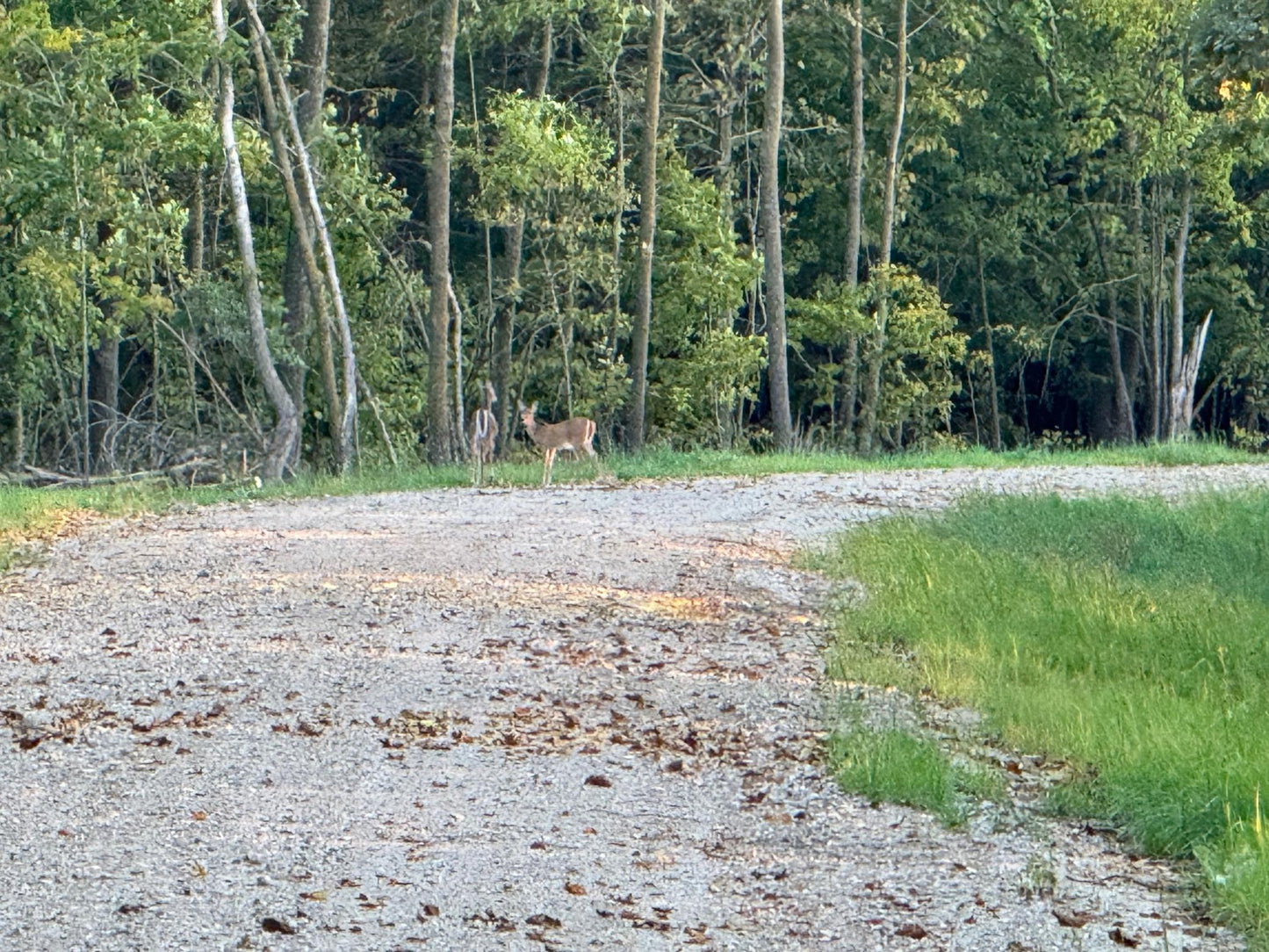 (LOT 4) TBD Rock Lake Road, Rochert, MN 56578