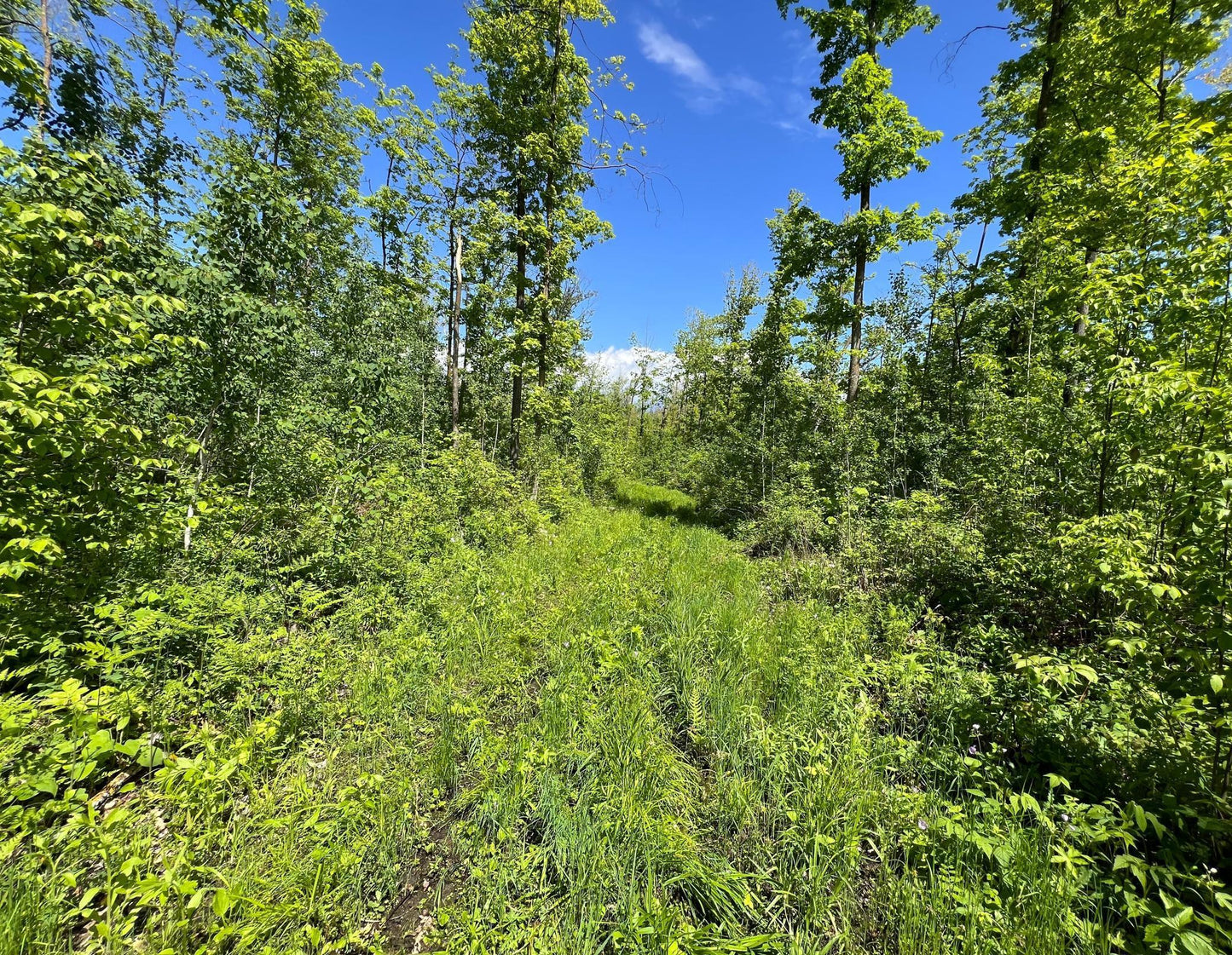 XXX Woods Road, Isle, MN 56342