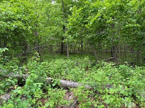 TBD Lot 3 Block 2 Spruce Circle Grand View Lodge , Nisswa, MN 56468