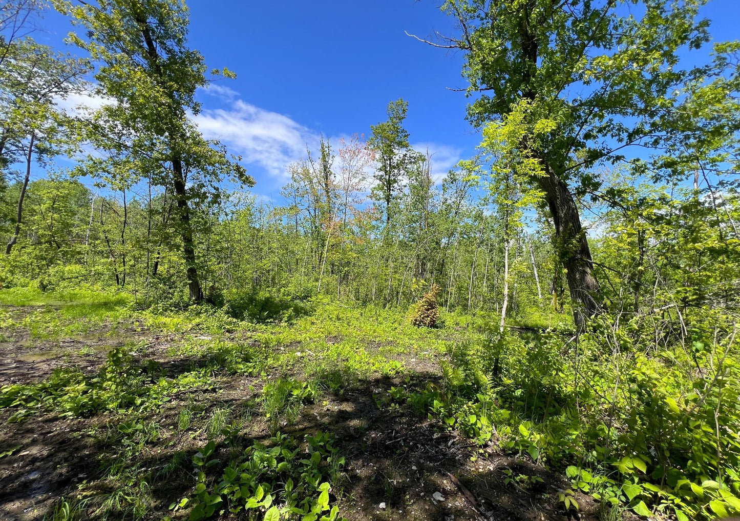 XXX Woods Road, Isle, MN 56342