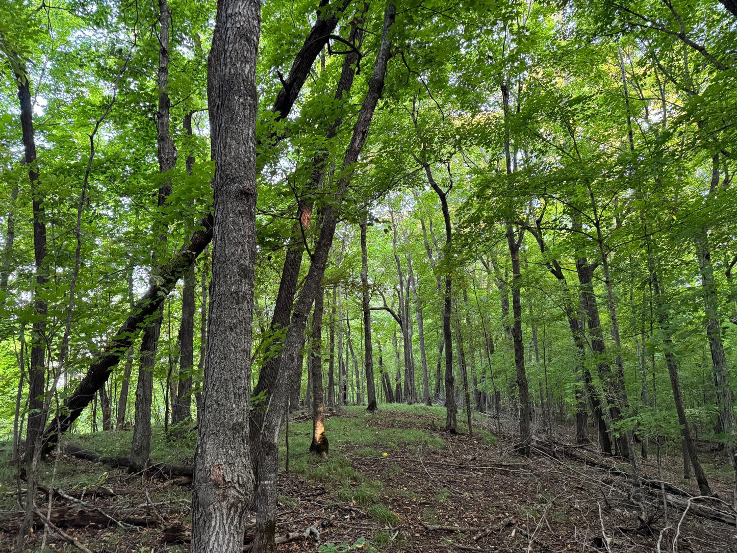 (LOT 4) TBD Rock Lake Road, Rochert, MN 56578